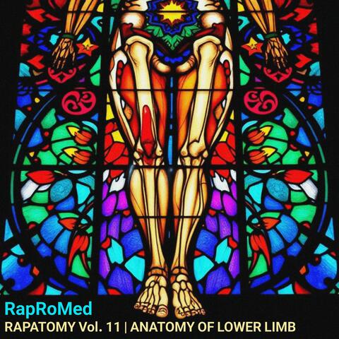RAPATOMY Vol. 11 | Anatomy of Lower Limb