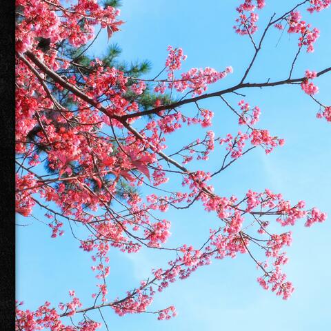 Ume