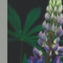 Lupin
