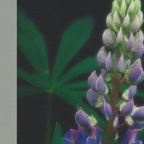 Lupin