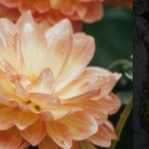 Dahlia
