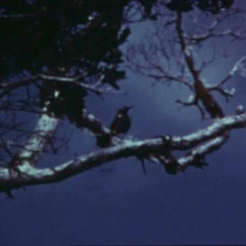 Kauaʻi ʻōʻō