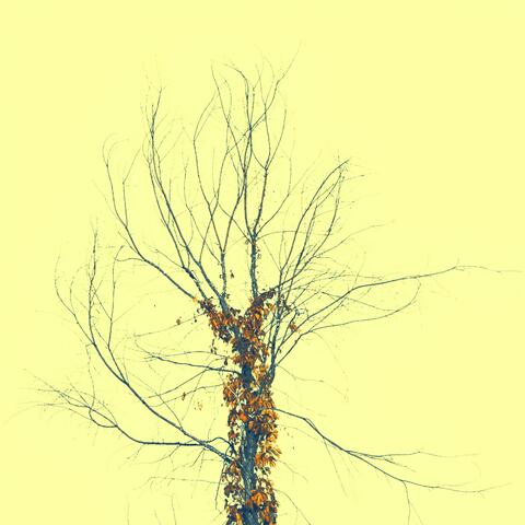 Dead Tree