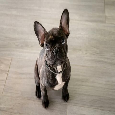 frenchie