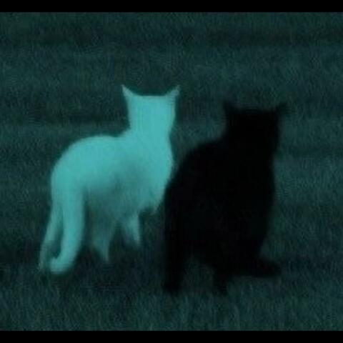 TryingNotToTry (feat. laarakks)