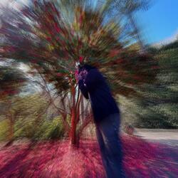 Psychedelic Dreaming