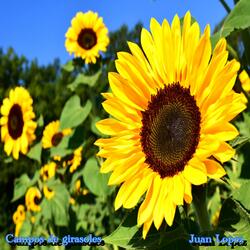 Campos de girasoles