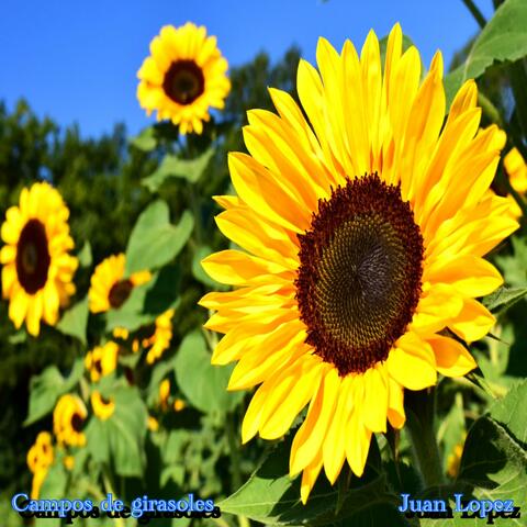 Campos de girasoles