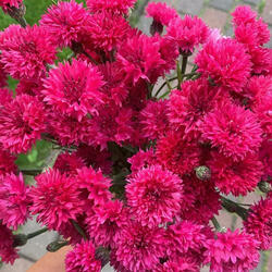 Ma olen palju mõelnud