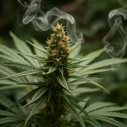 Welcome To My $moke $ession