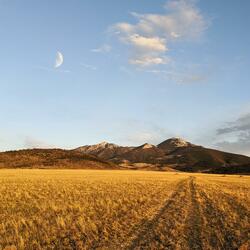 FIELDS