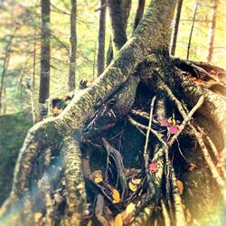 The Light / Twilight