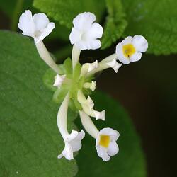 Flores de dois milímetros