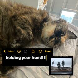 holding your hand (DJ Crossdressers Unite Bootybounce Remix)