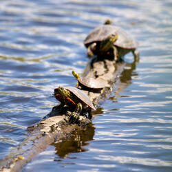 Rollin down the river