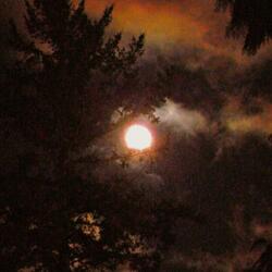 moonlight