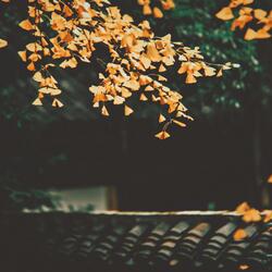 I actually miss them days