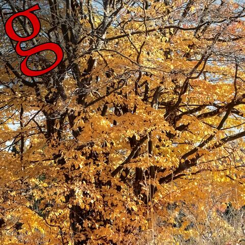 Zelkova carpinifolia