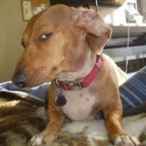 Ponitz hoco (2025) (feat. 937_.g & yk.chriyan)