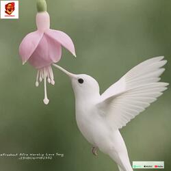 #Freebeat Afro Worship Love Song