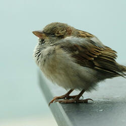SPARROW
