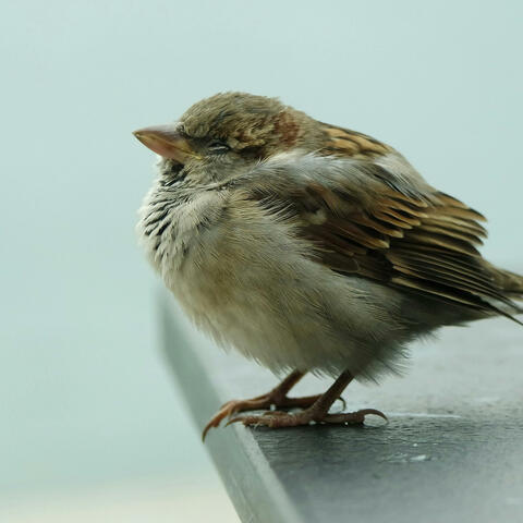 SPARROW