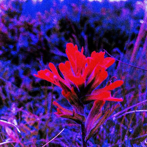 RED MOUNTAIN FLOWER