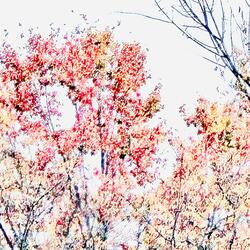 The Peace of Sweet Leaves