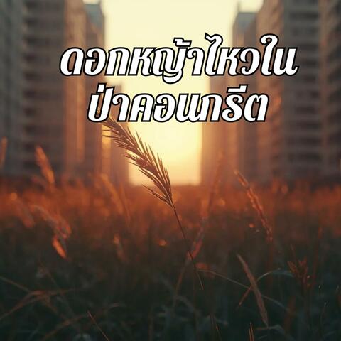 ดอกหญ้าไหวในป่าคอนกรีต