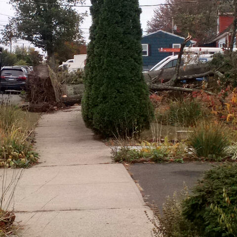 Final Wishes (Samurai Atonement)