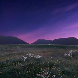 Nightfall Meadow