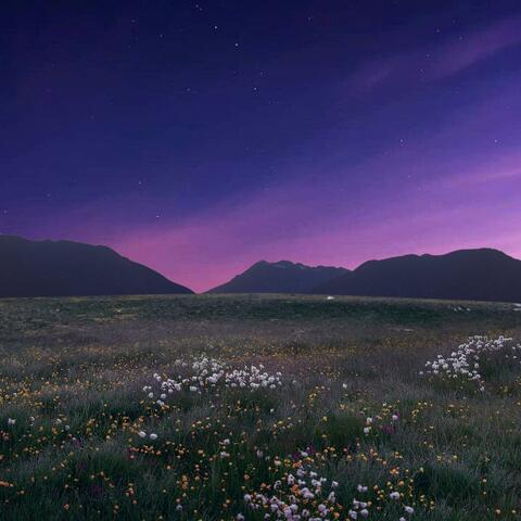Nightfall Meadow