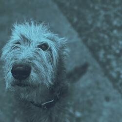 Sorry Boris... I miss you.