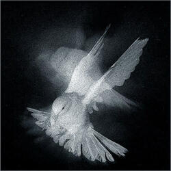 dove (feat. Guappinese)