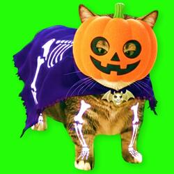 OIIA OIIA HALLOWEEN Spinning CAT (Sped Up)