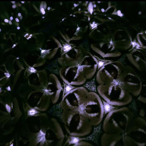 Echoes from The Abyss