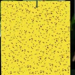 Memento mori-Magic-Trap