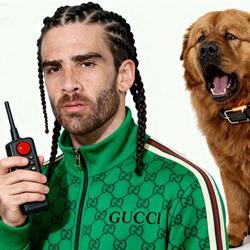 Shock My Dog I Can't Stop