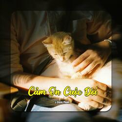 Cảm Ơn Cuộc Đời