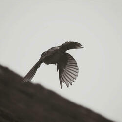 Everything, Everywhere, All At Once