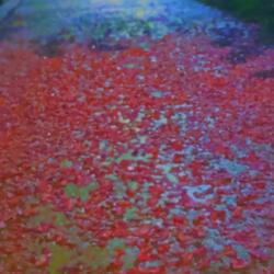 The Gate of the Year