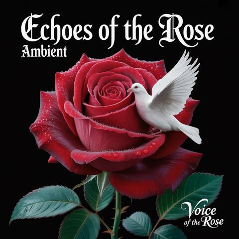 Echoes of the Rose