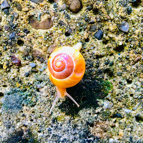 Spiral