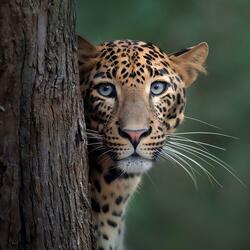 God is sufficient for me III