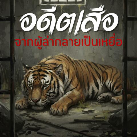 อดีตเสือ (จากผู้ล่ากลายเป็นเหยื่อ)