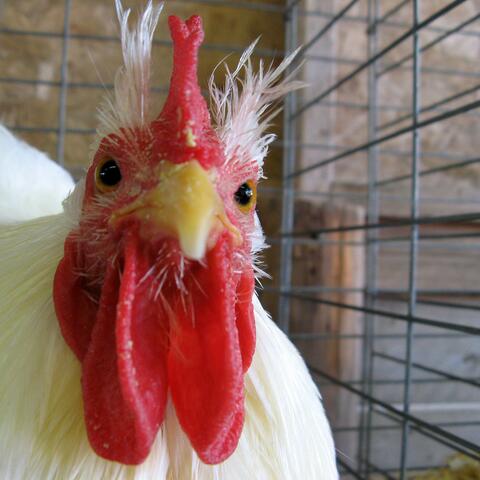 Spring Chicken Fall Fowl