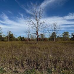 i made this to calm my brain