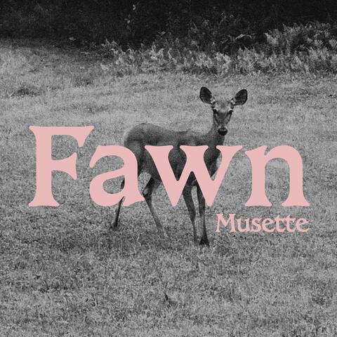 Fawn