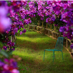 Mộng hoa sim (Pop Rock Version)