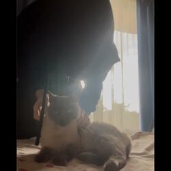 corazon nada(r) (feat. britneygore & 1ork)